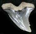 Large Hemipristis Serra Tooth - Maryland #26709-1
